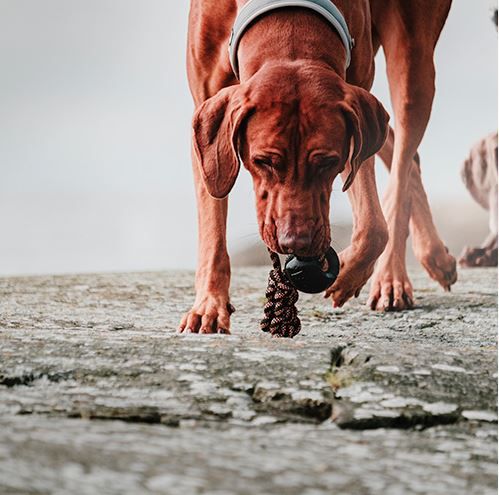 HURTTA ADVENTURE SOLE DOG COLLAR