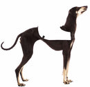 "SOFT SOFA" COURSING CAPES/CUALDRAPPE FOR PLI, WHIPPET, SIGHThound-2