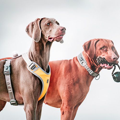 HURTTA PETTORINA CANE ADVENTURE OMBRA