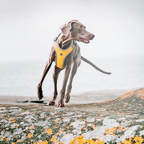 HURTTA PETTORINA CANE ADVENTURE OMBRA