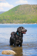 RUFFWEAR DOG COLLAR HEADWATER BLUE SPRING-3