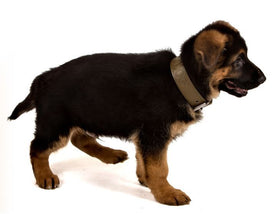 DOG COLLAR I LOVE MY DOG "TUSCANY" MILITARY GREEN