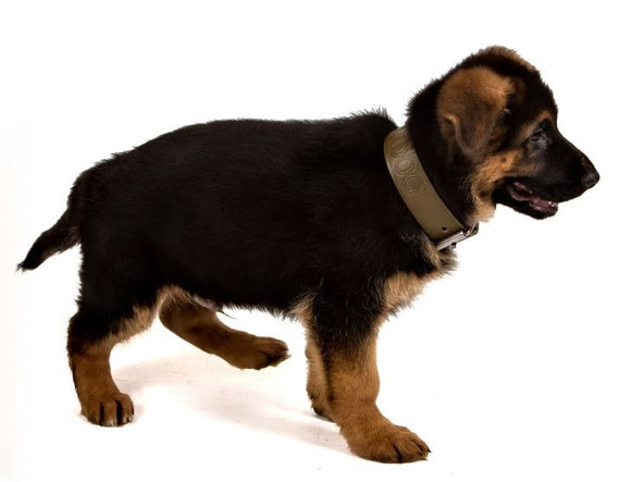 HUNDEHALSBAND ICH LIEBE MEINEN HUND "TOSKANA" MILITÄRGRÜN